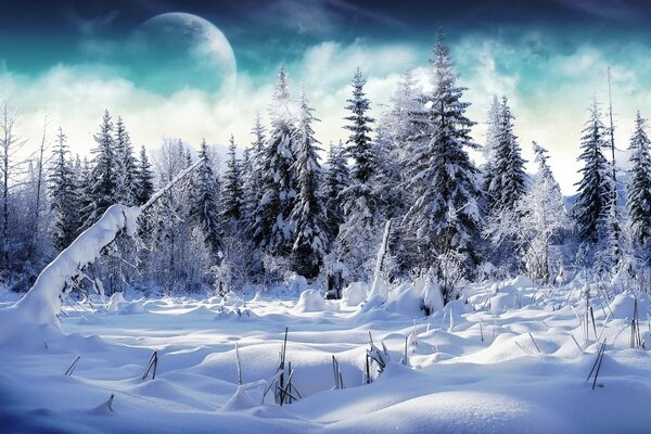 Мохнатые ели в снегу зимой