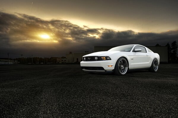 Mustang blanc au coucher du soleil