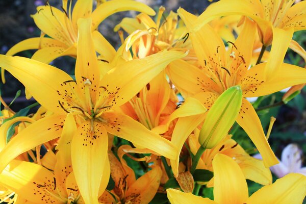 Bellissimi fiori di giglio giallo