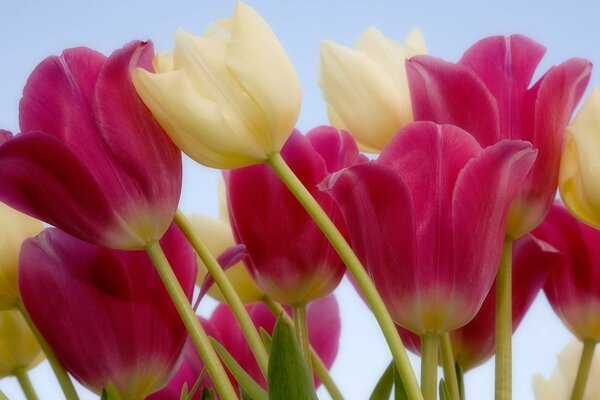 Tulipani multicolori contro il cielo