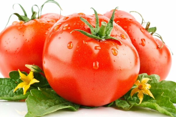 Sur un fond blanc de tomates avec des queues et des feuilles