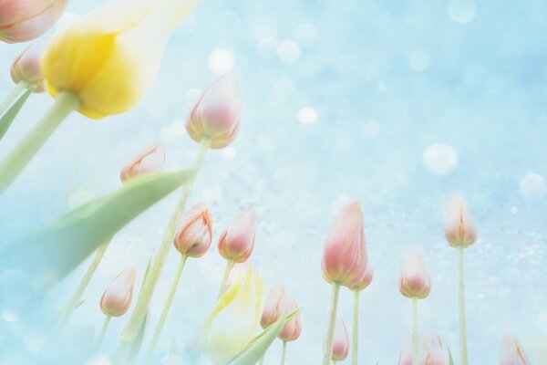 Tulipes sur fond de ciel, fleurs