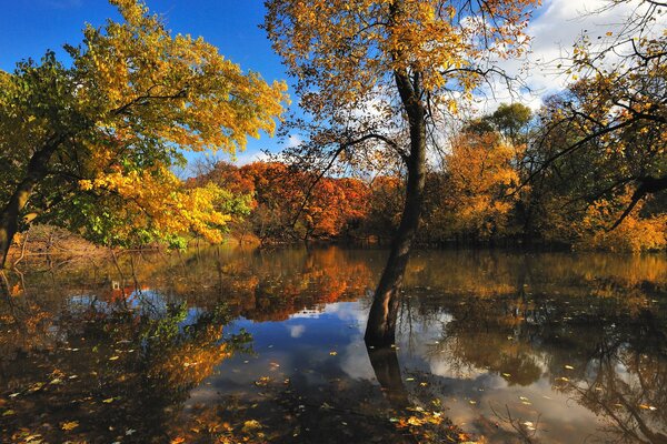 Reflejo de la naturaleza otoñal en el lago