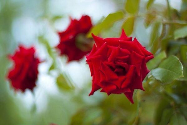 Belle rose rosse tre boccioli