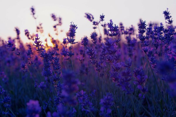 Hermoso campo de lavanda al atardecer