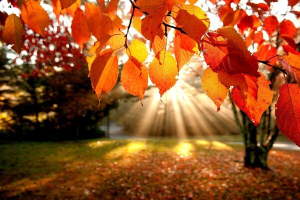 I raggi del sole penetrano attraverso le foglie