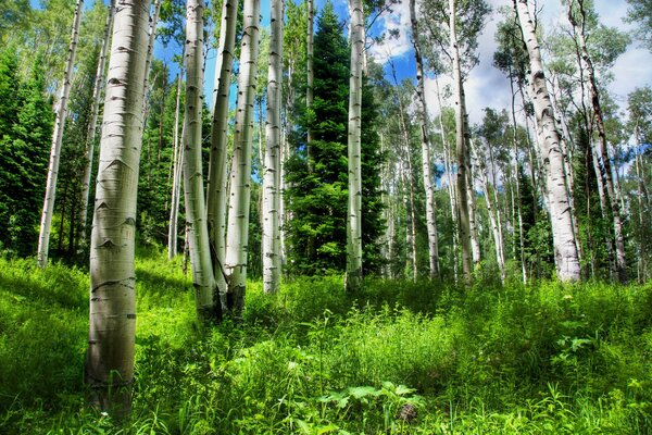 Belle épinette et herbe en Russie