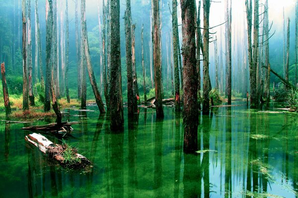 Paludi di palude in mezzo a tronchi asciutti