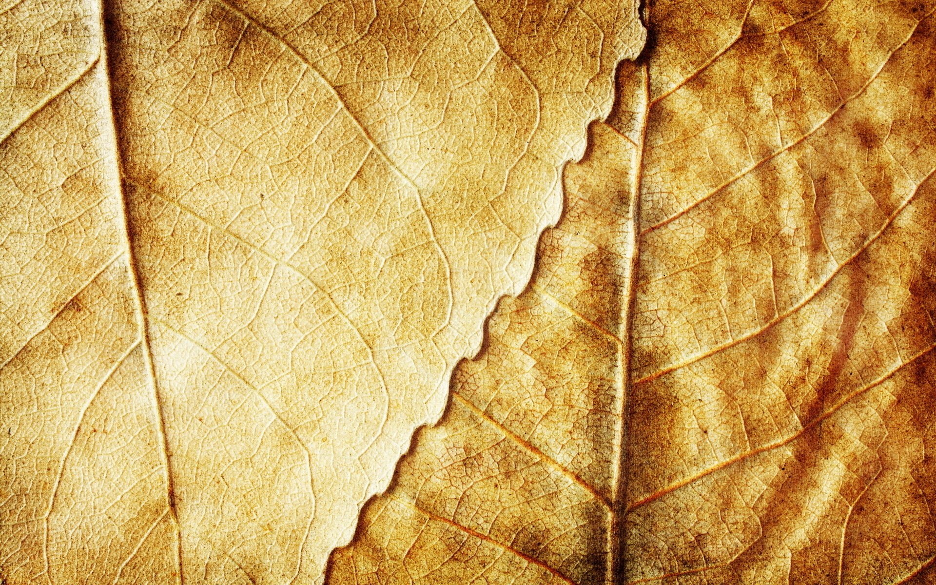 sec feuilles automne fond jaune