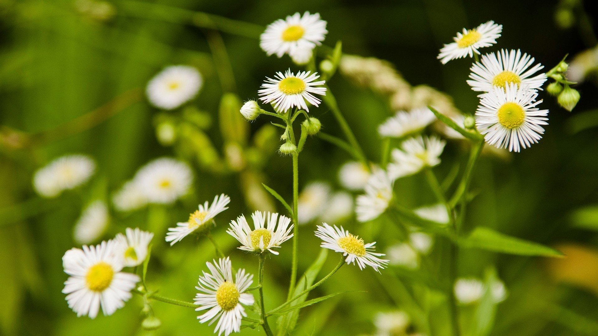 fleurs nature clairière marguerites herbe blancs