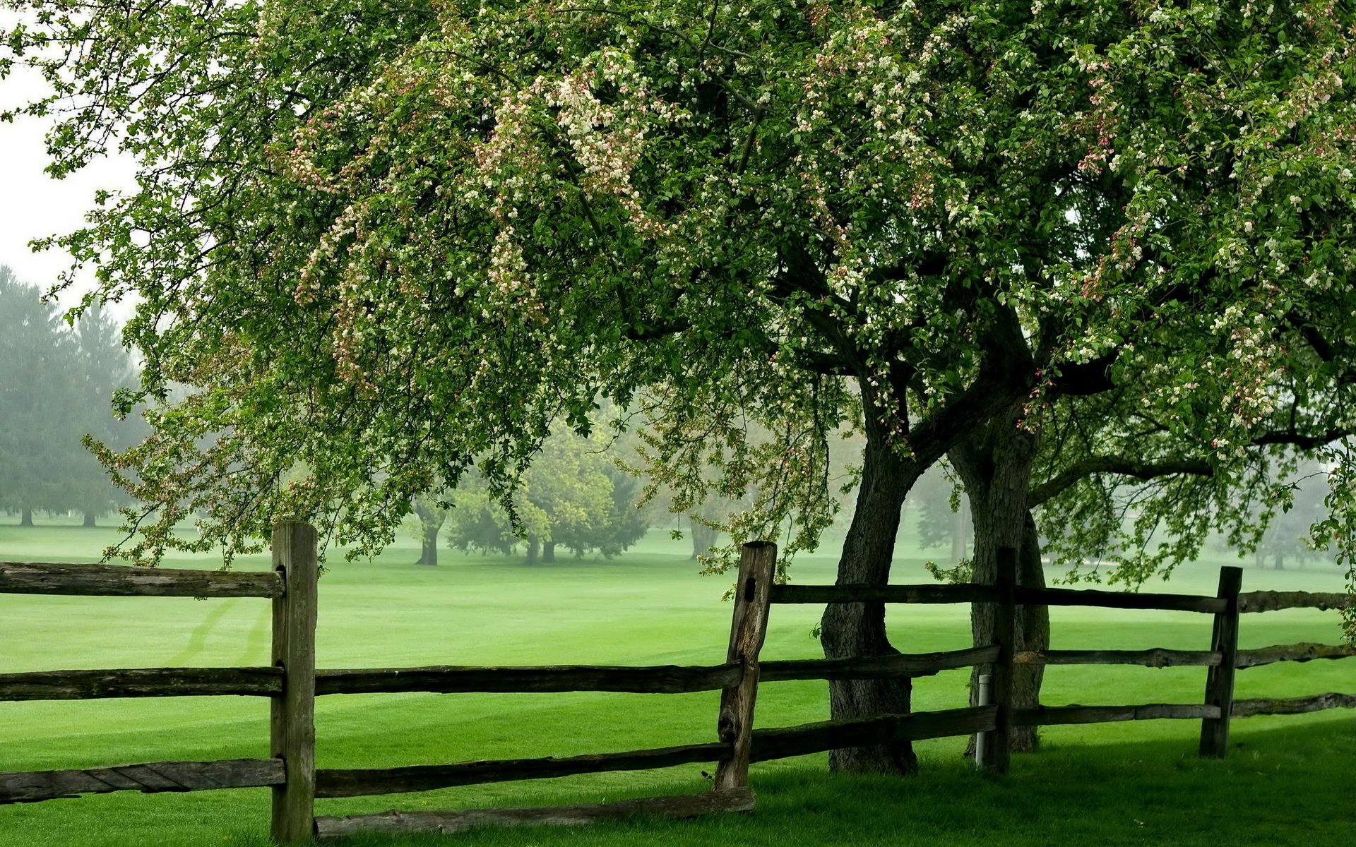 feld baum sommer zaun