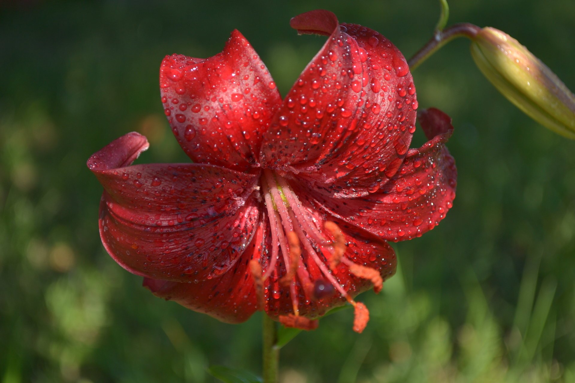 étamine lis pollen fleurs rosée gros plan pistil