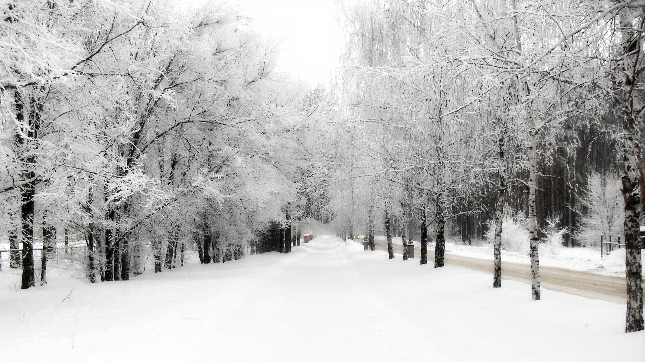 winter natur bäume schnee