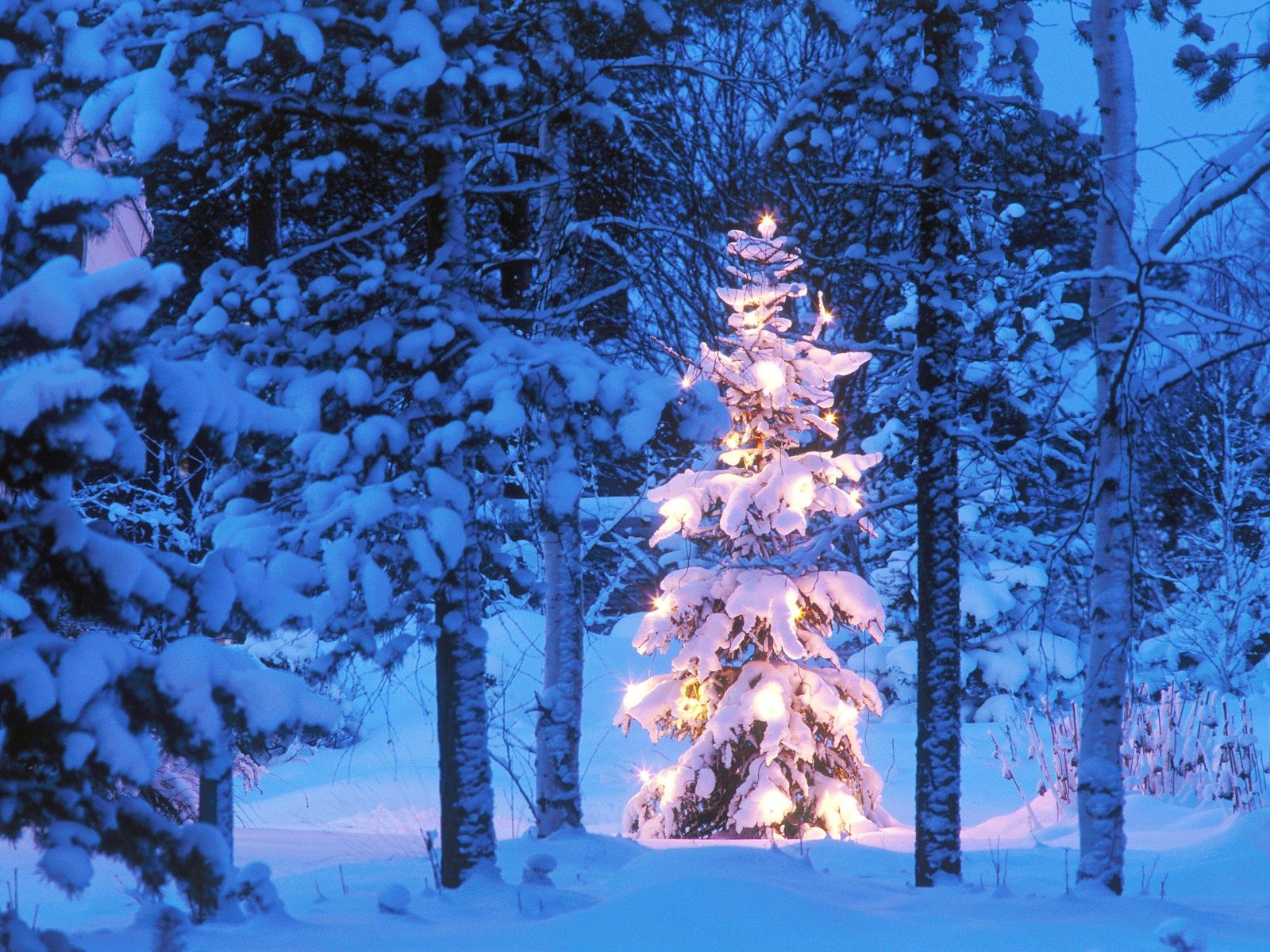 año nuevo bosque árbol de navidad luces