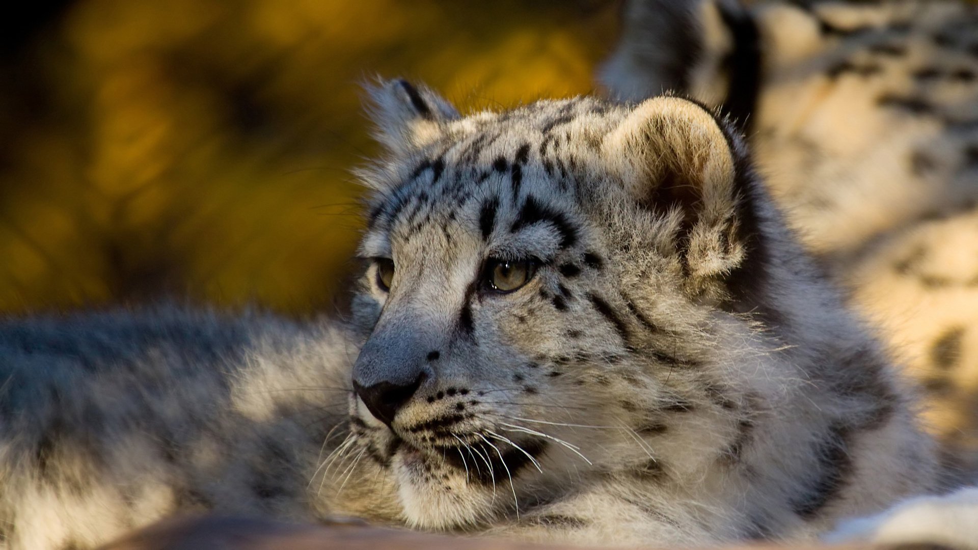 leopard schneeleopard schneeleopard raubtier