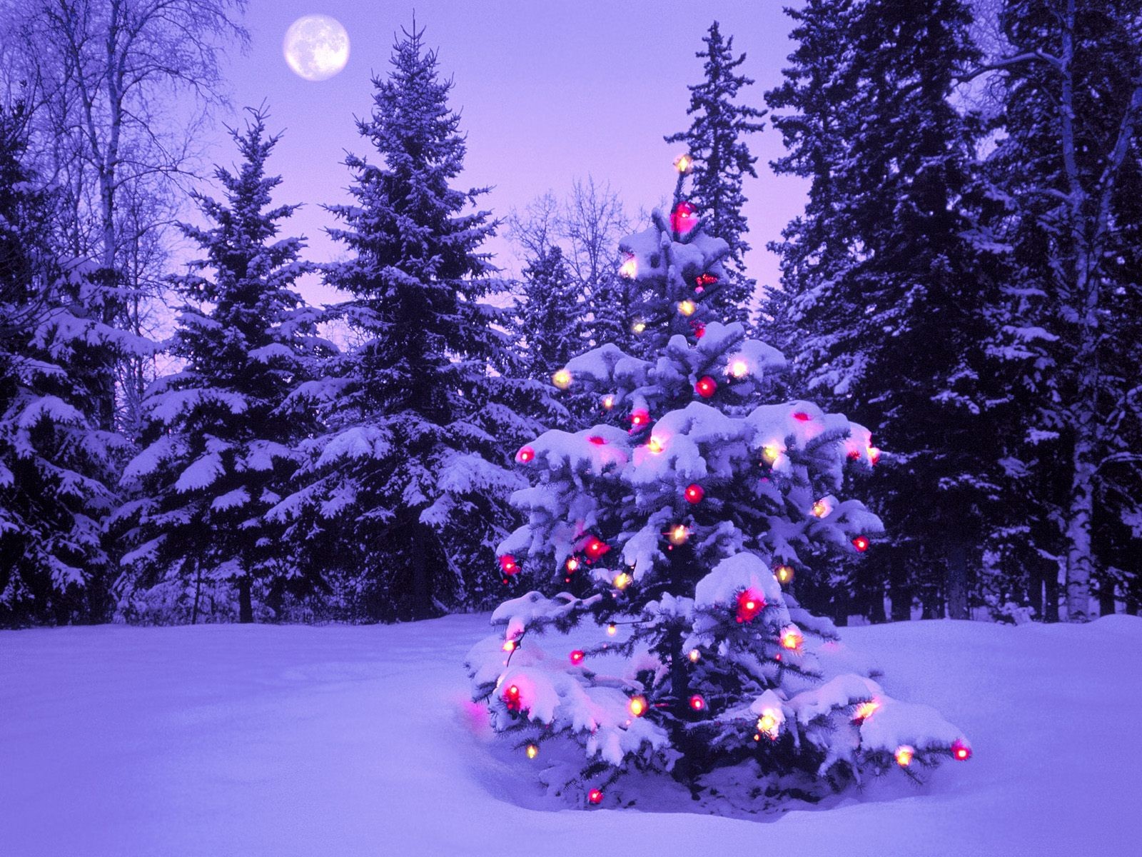 año nuevo bosque árbol de navidad luces