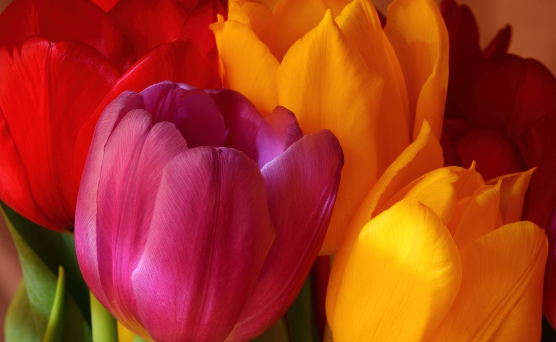 yellow bouquet flowers tulips bright pink