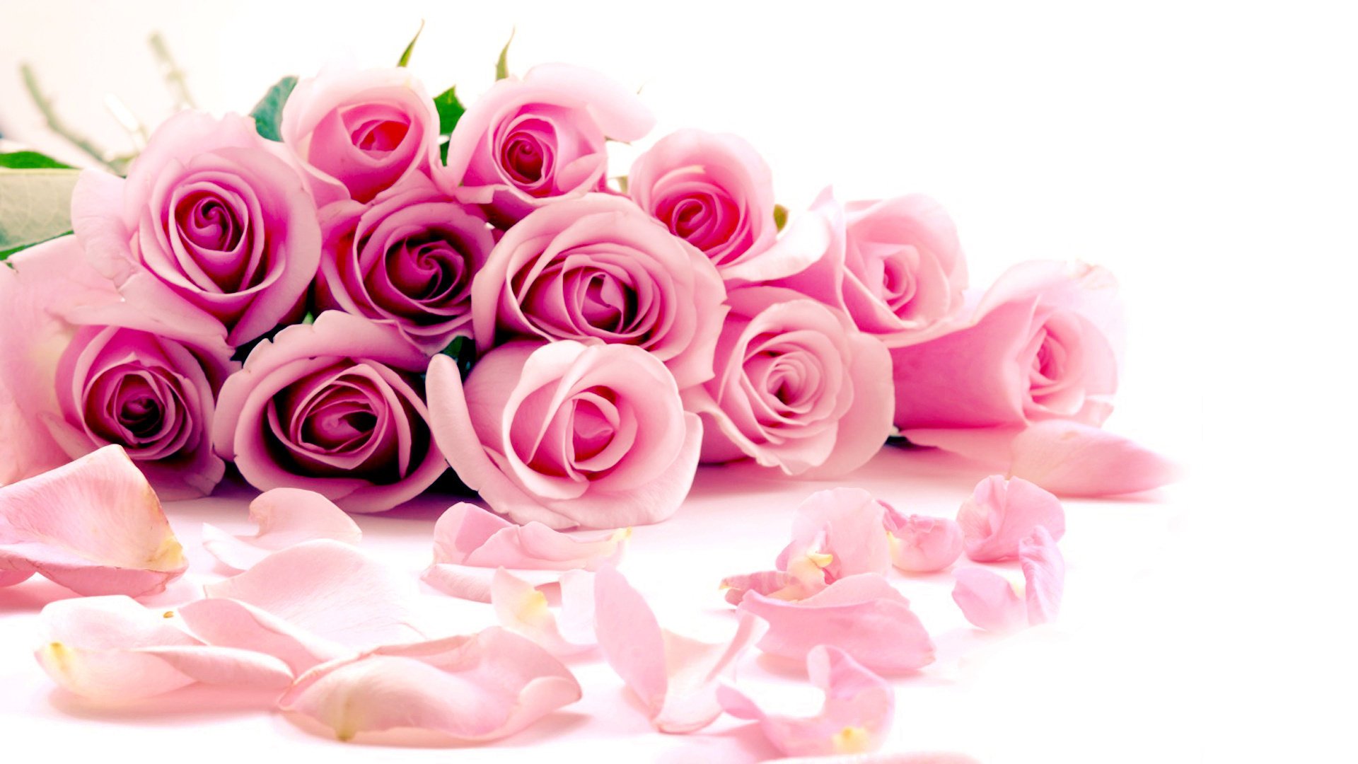 roses pink gently