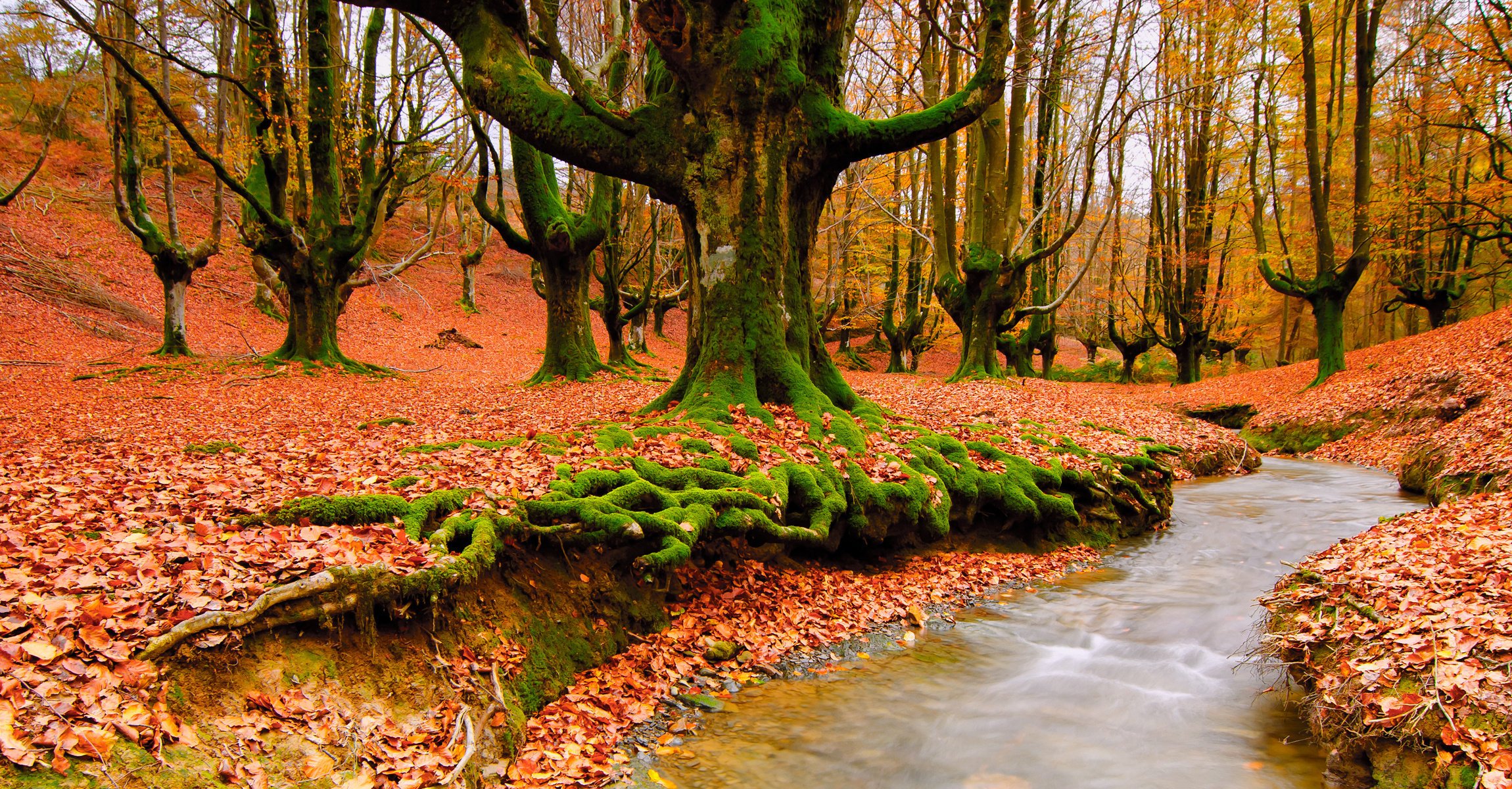 naturaleza bosque otoño follaje arroyo