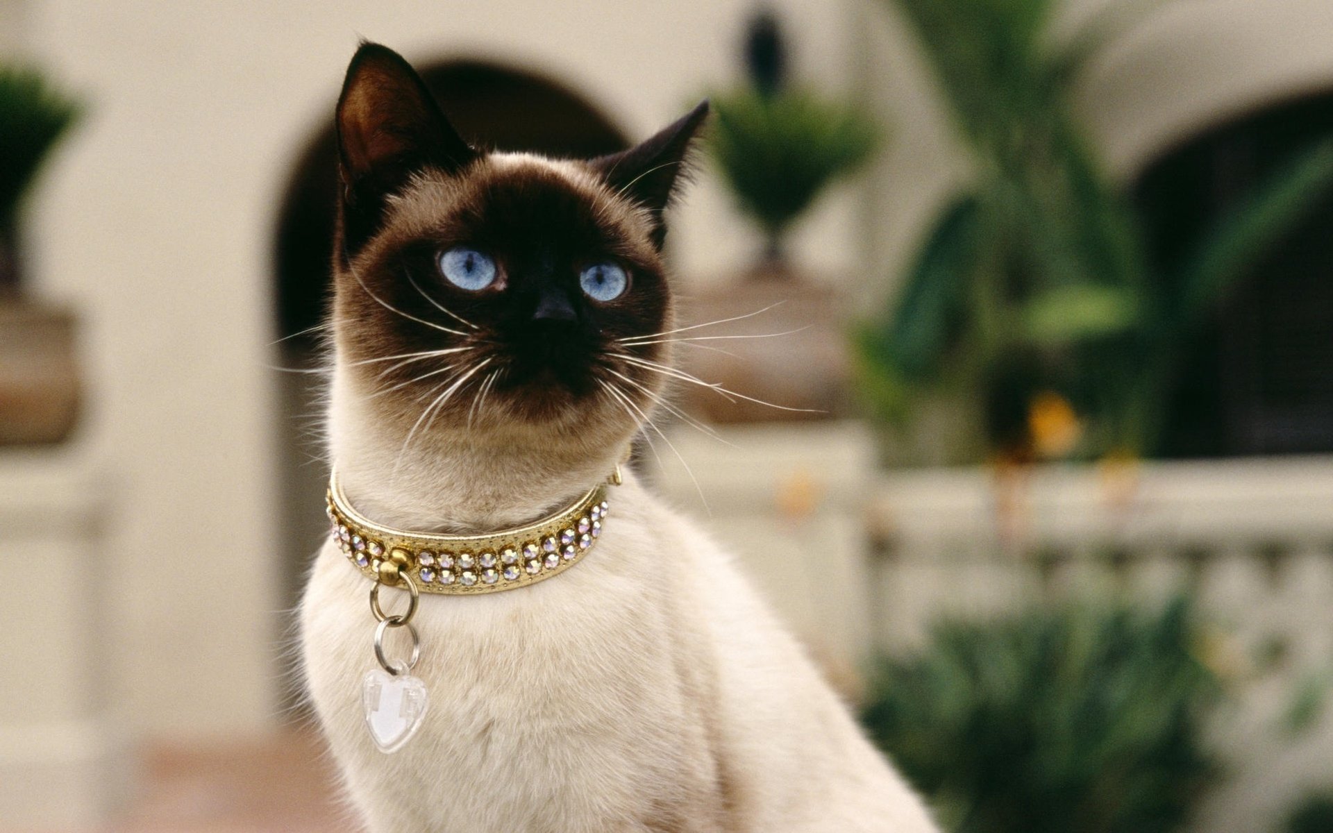 collar siamese cat