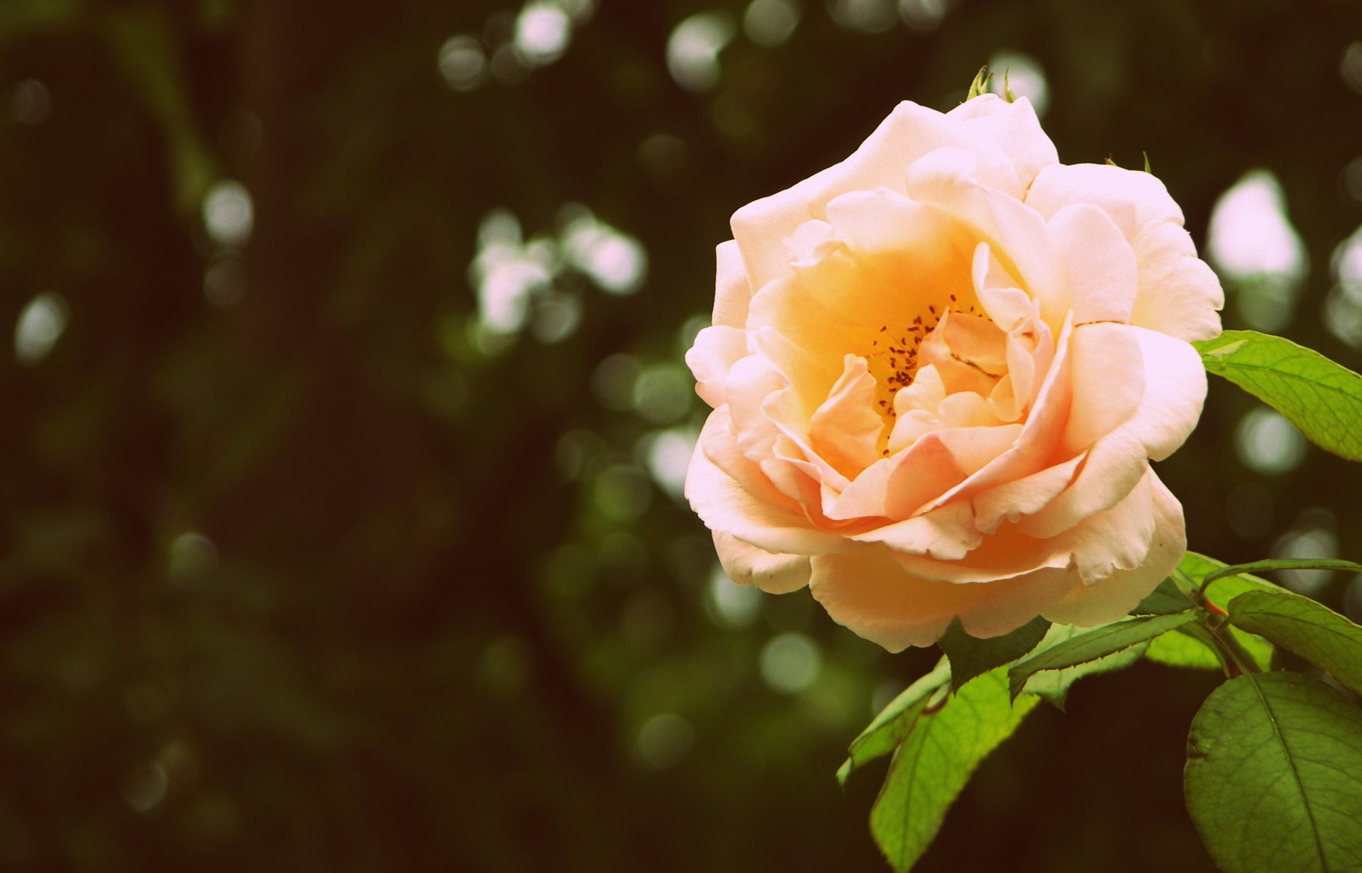 rosa hojas flor verde fondo brote pétalos