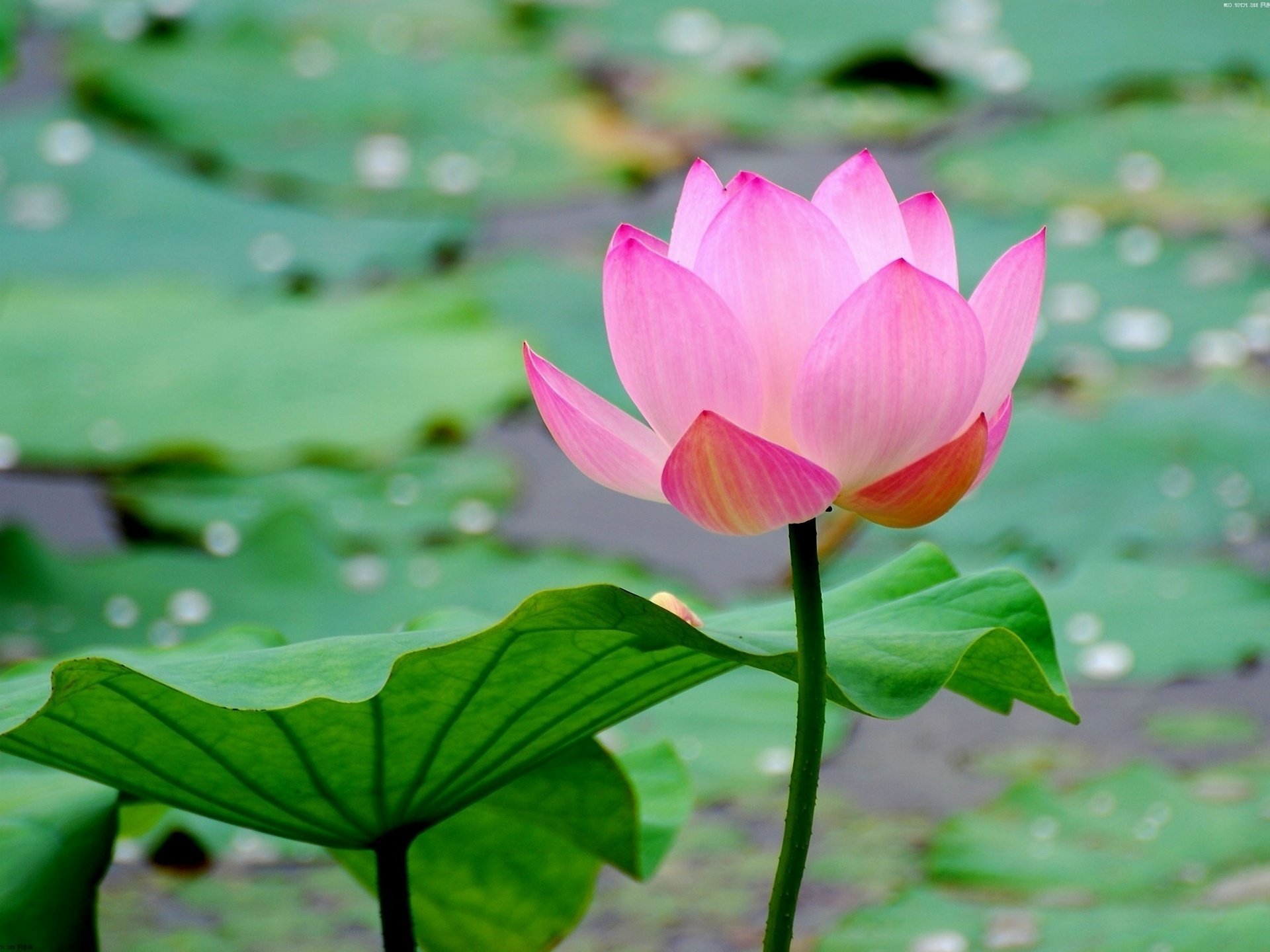 flower sheet pond macro water lotu