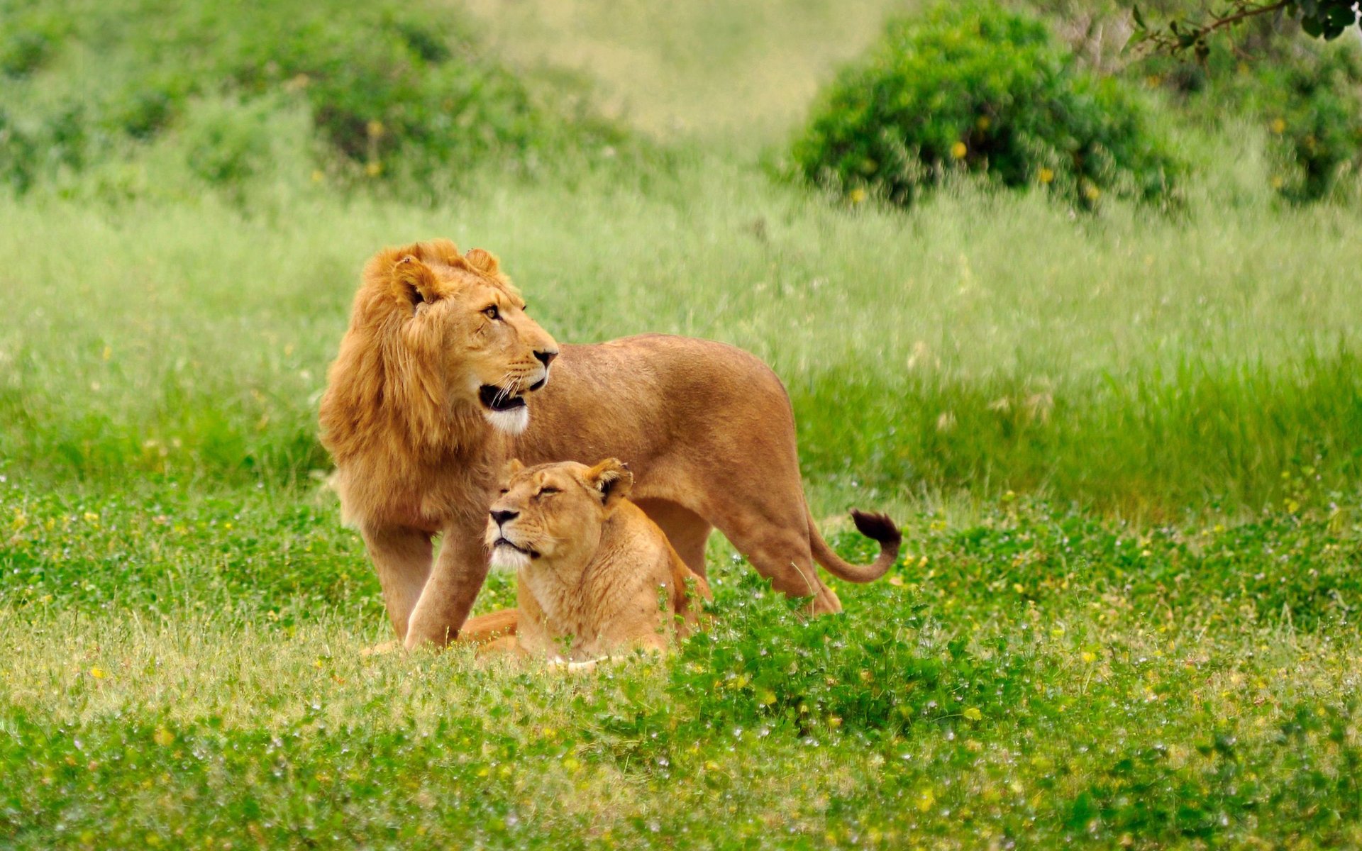 leones animales leona león pareja