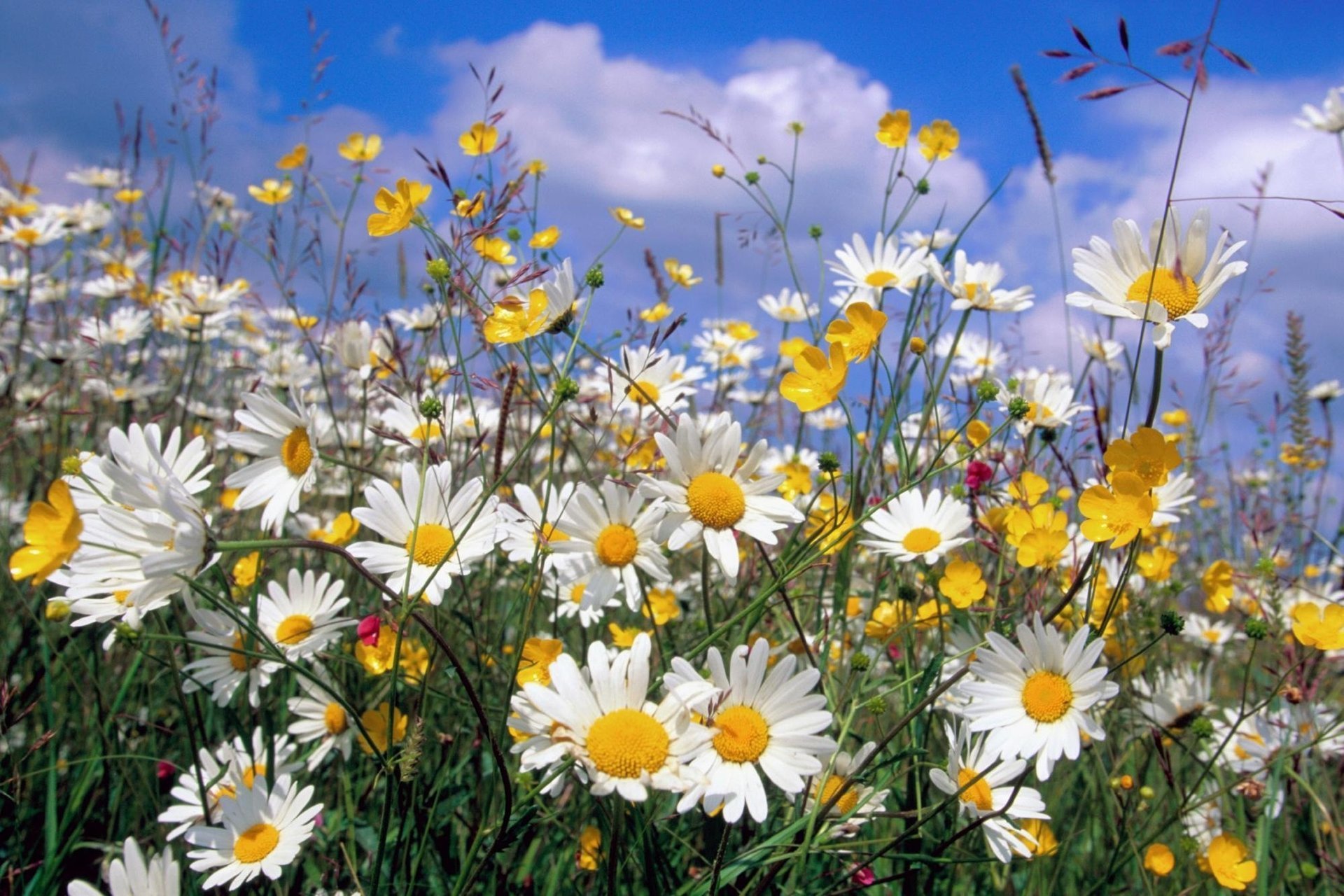 natura estate margherite fiori selvatici nuvole