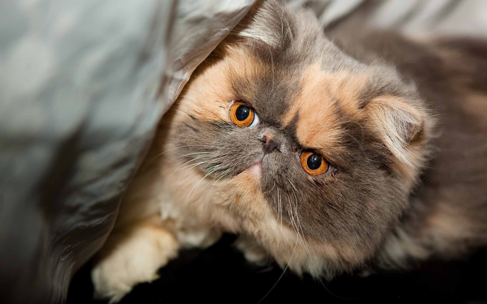 katze maulkorb augen blick reinrassig schön