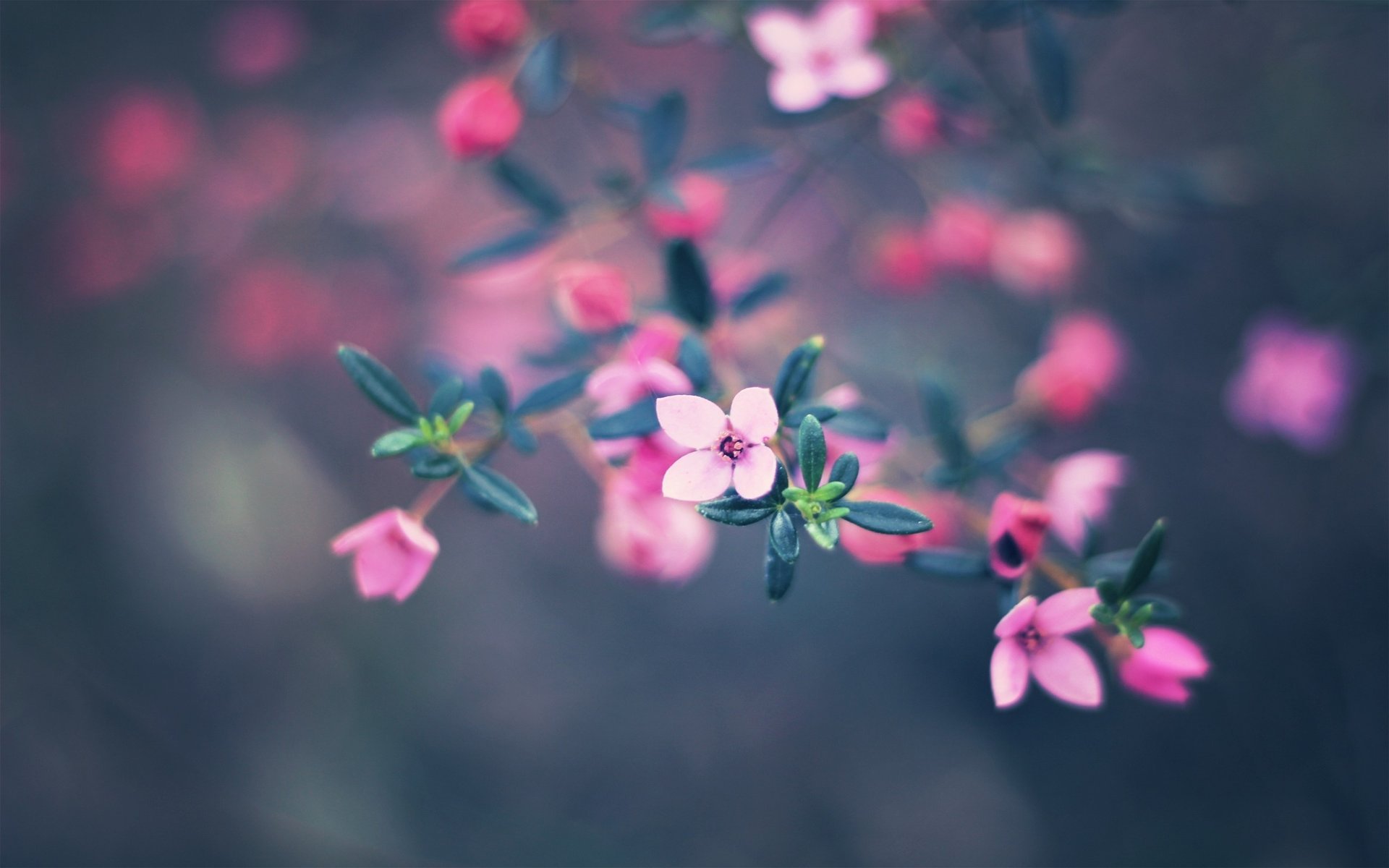 bokeh kwiaty colors 2560x1600 nature flowers farby bokeh natura