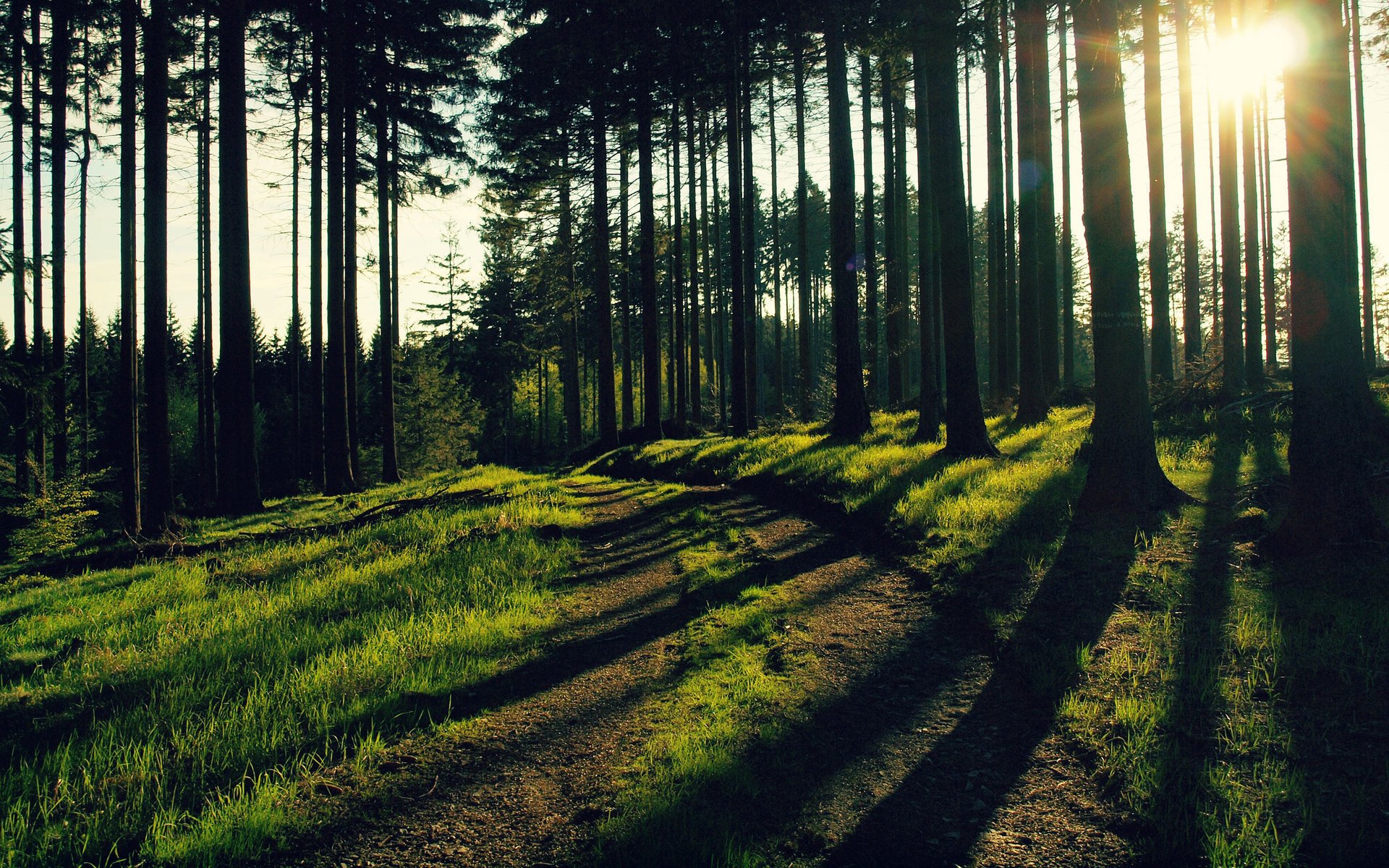 nature de la forêt arbres soirée forêt soleil rayons de lumière