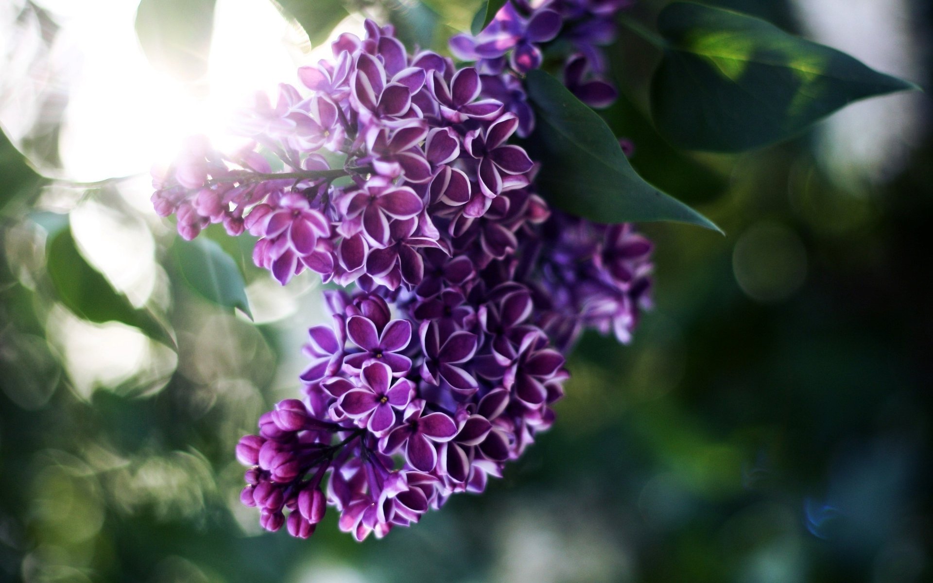 unschärfe blumen blätter flieder licht strahlen