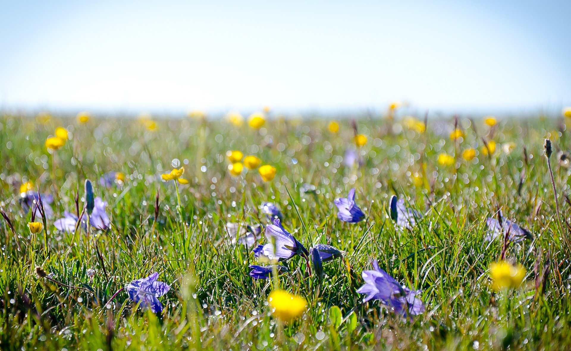 alpine flowers meadow rosa field gra