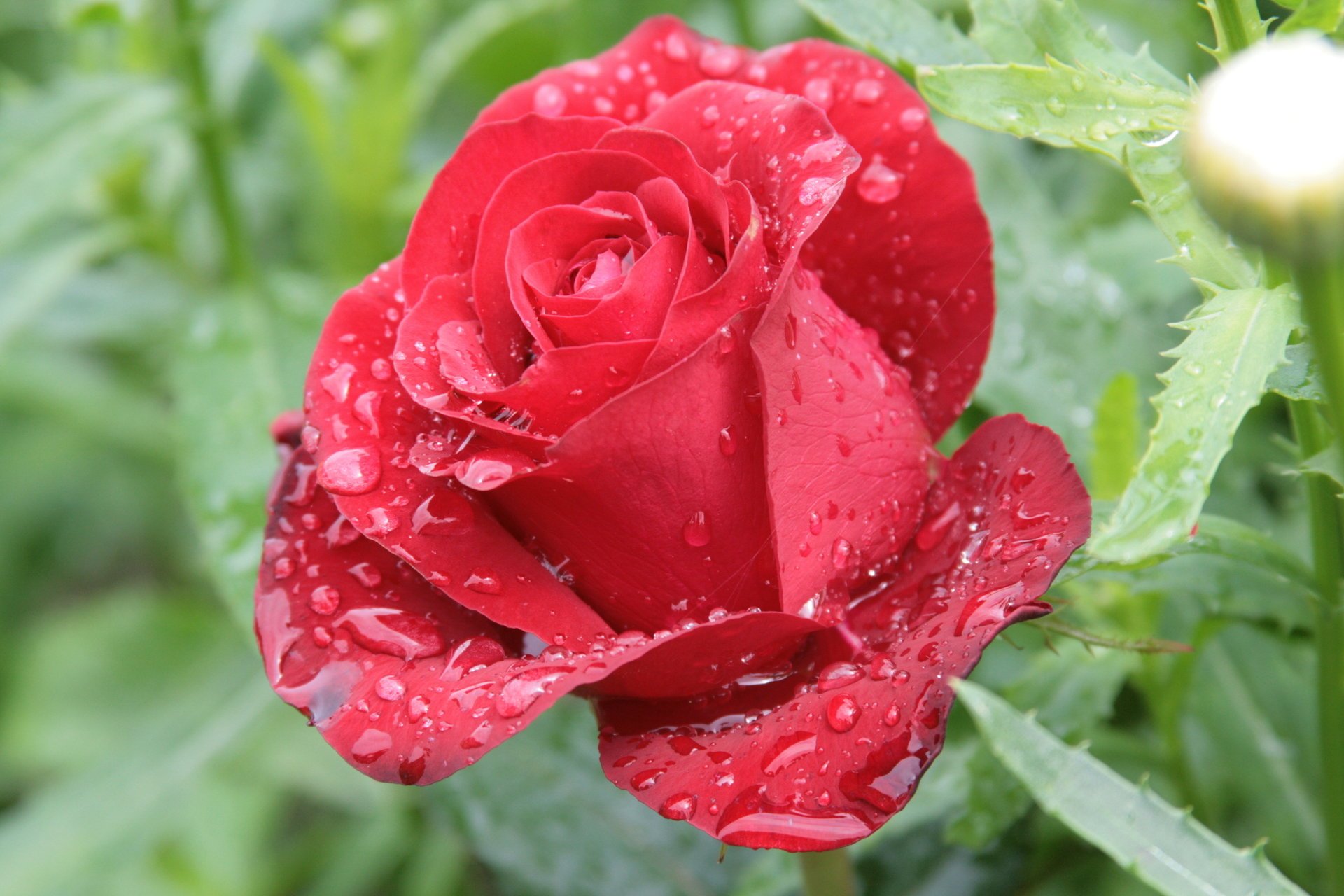 gouttes rouge rosée fleur nature matin fleurs rose