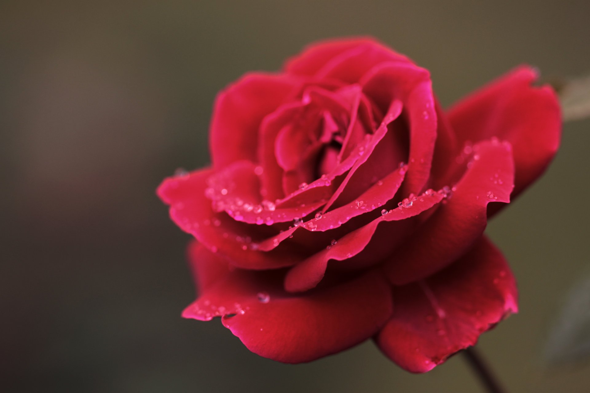 rosa rosso petali rugiada macro gocce fiore