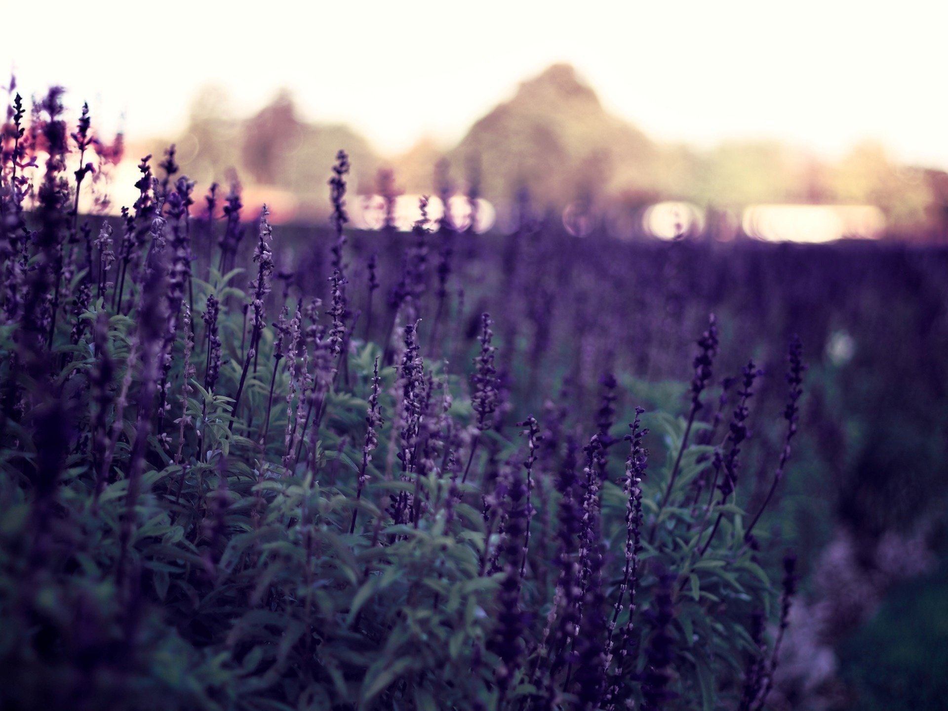 violet fleurs plantes soirée nature bokeh fond