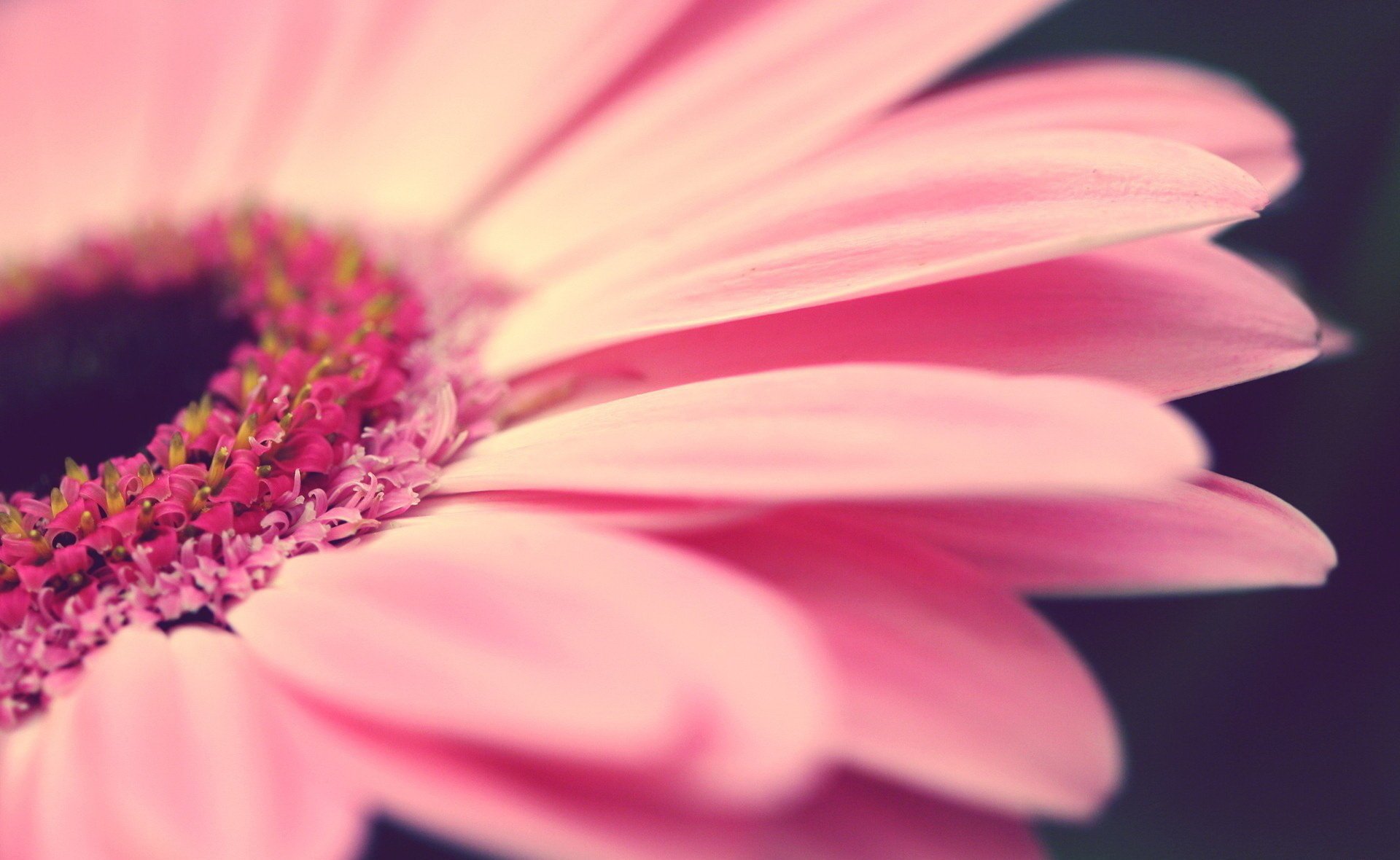 rosa gerbera blumen