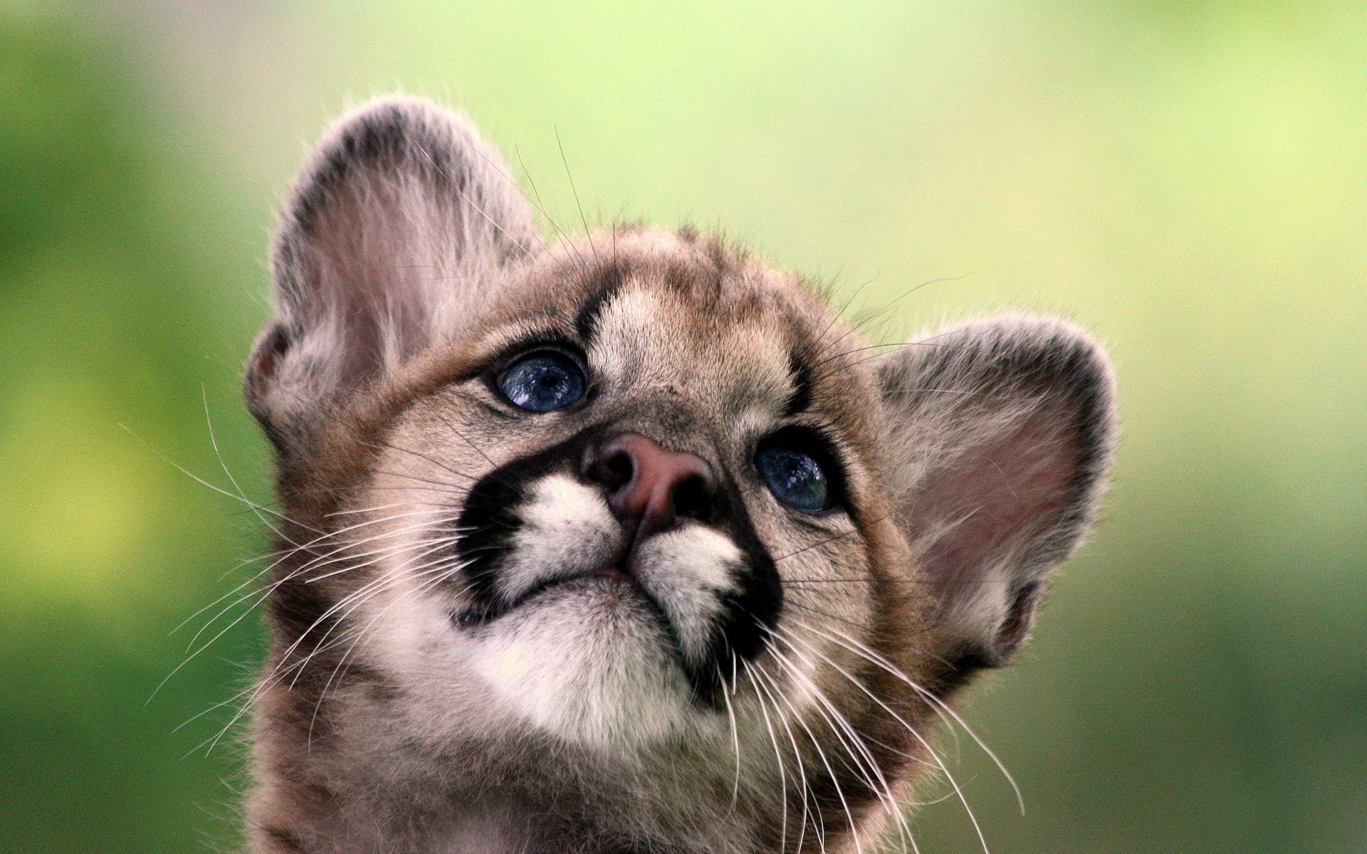 bambino cucciolo cougar leone di montagna cougar gattino gatto selvatico