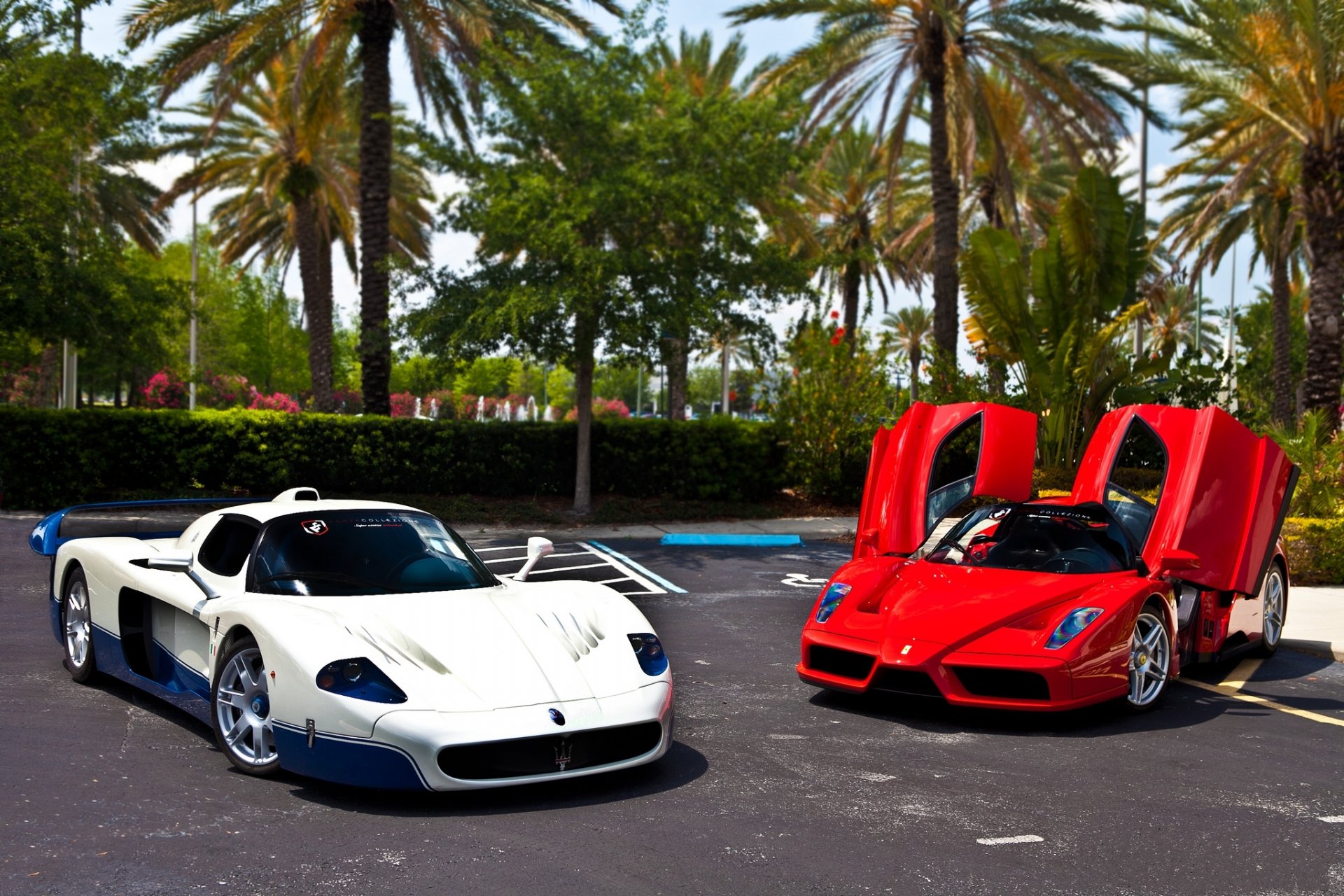 ferrari enzo rosso mc12 parcheggio ferrari rosso maserati emsi12 bianco palme