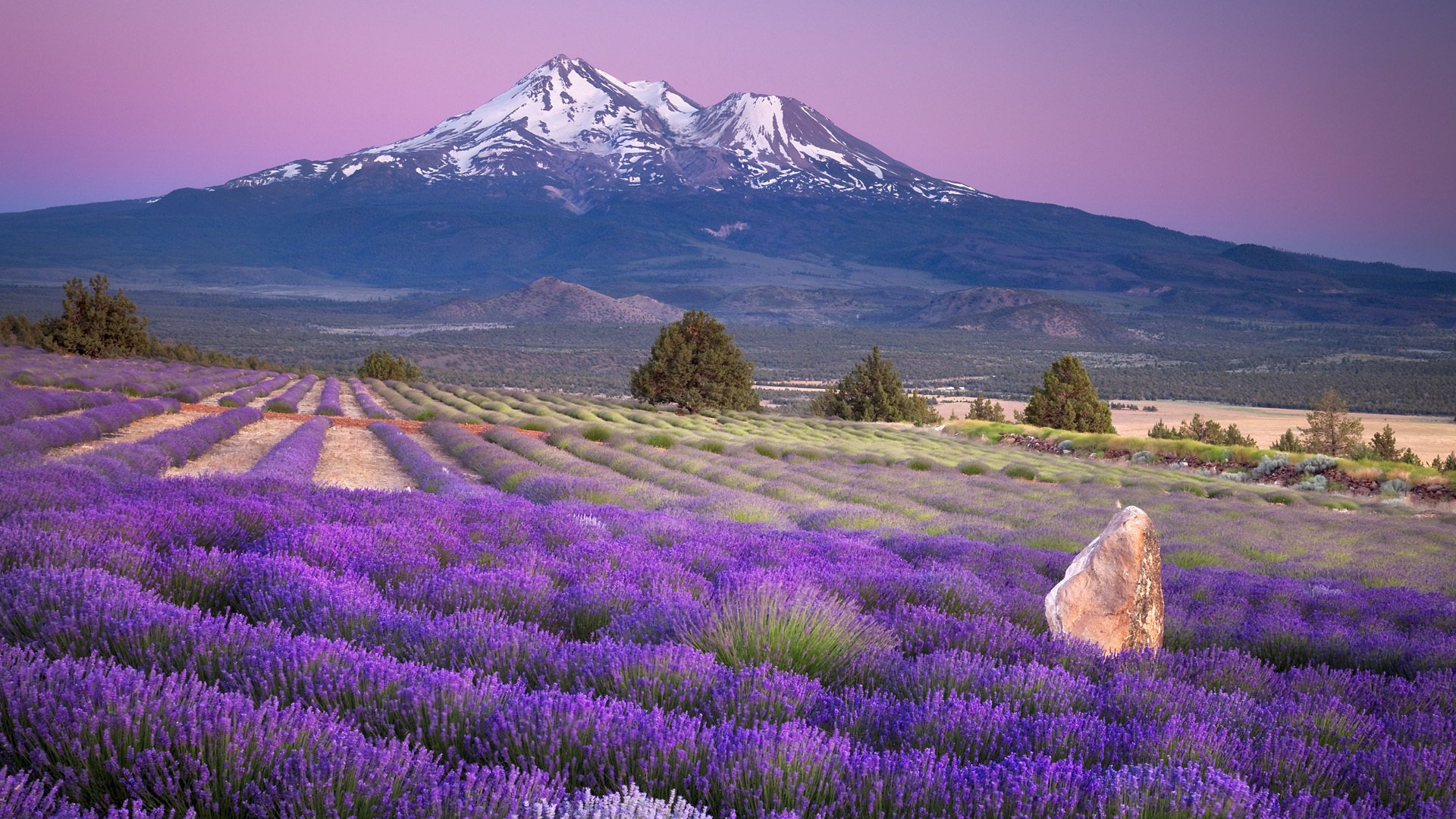 lavendel natur blumen landschaft feld berge