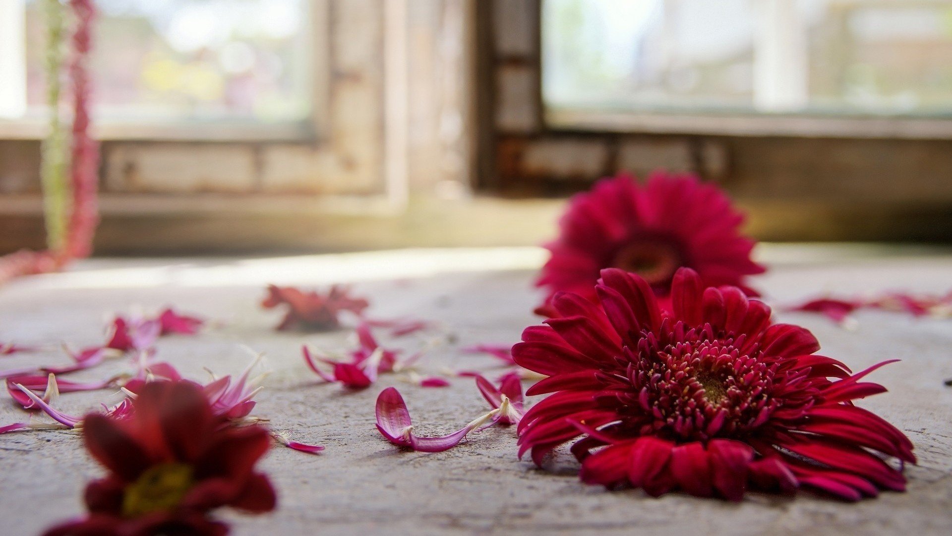 czerwony kwiat na podłodze gerbera