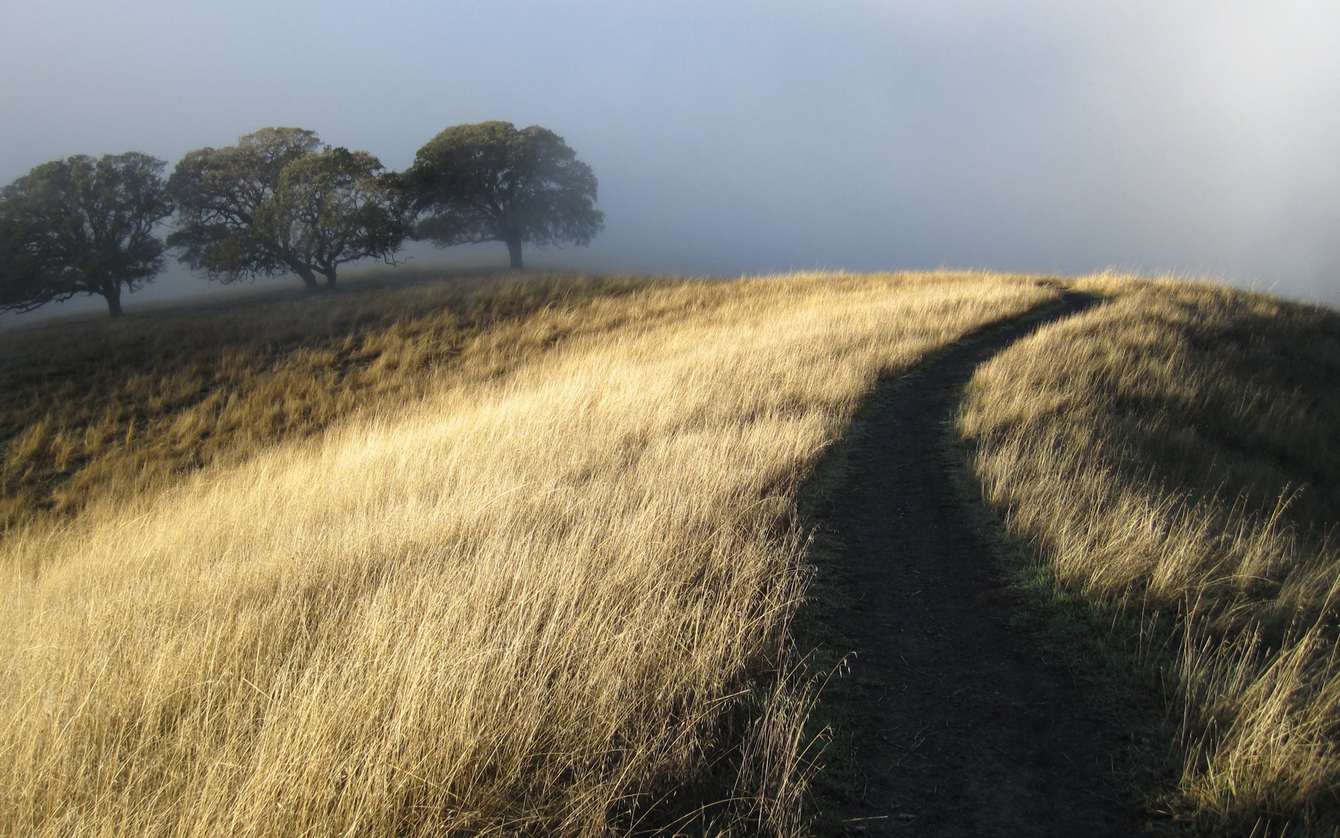 colline arbres sec brouillard herbe sentier