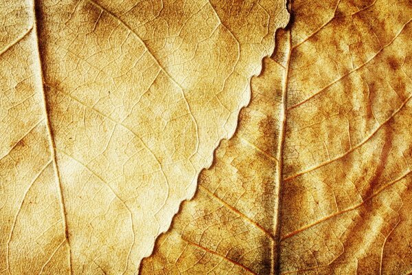 Feuilles d automne sèches jaunes