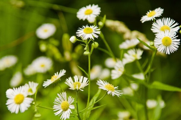 Le margherite bianche crescono in una radura