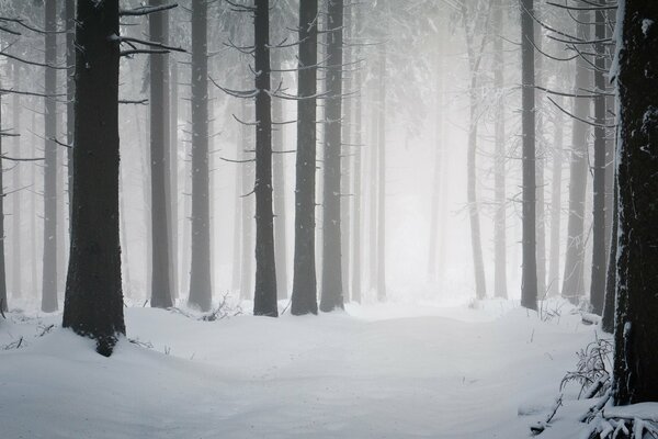 Negro. Gris. Blanco. Bosque tricolor