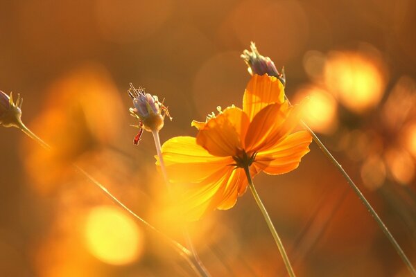 Flowers in the glare of a beautiful sunset