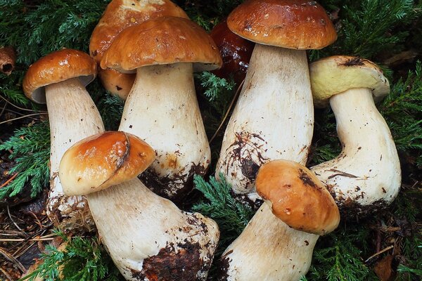 Белые грибы на ветках в лесу