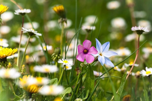 La belleza del verano del claro de flores