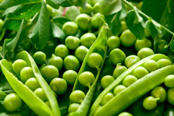 Vainas de guisantes verdes con hojas