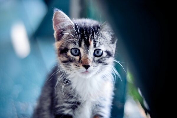 Grey striped kitten with grey eyes